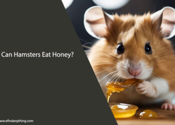 Can Hamsters Eat Honey