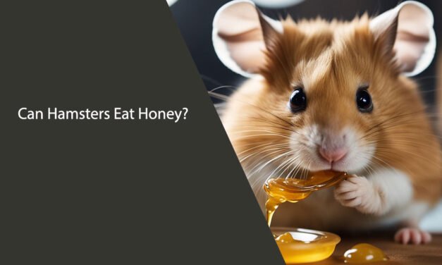 Can Hamsters Eat Honey: What You Need to Know