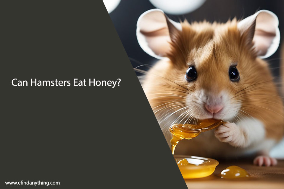Can Hamsters Eat Honey