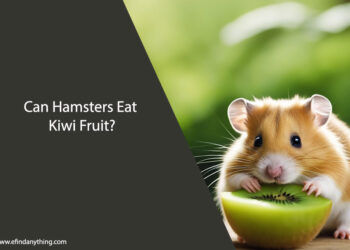 Can Hamsters Eat Kiwi Fruit