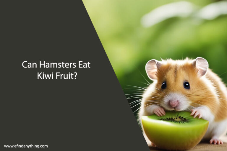 Can Hamsters Eat Kiwi Fruit
