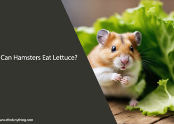 Can Hamsters Eat Lettuce