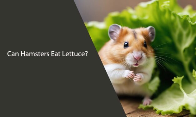 Can Hamsters Eat Lettuce? A Comprehensive Guide