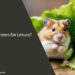 Can Hamsters Eat Lettuce