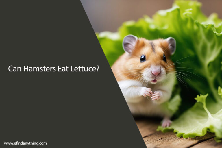 Can Hamsters Eat Lettuce