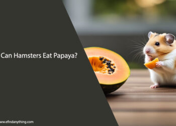 Can Hamsters Eat Papaya