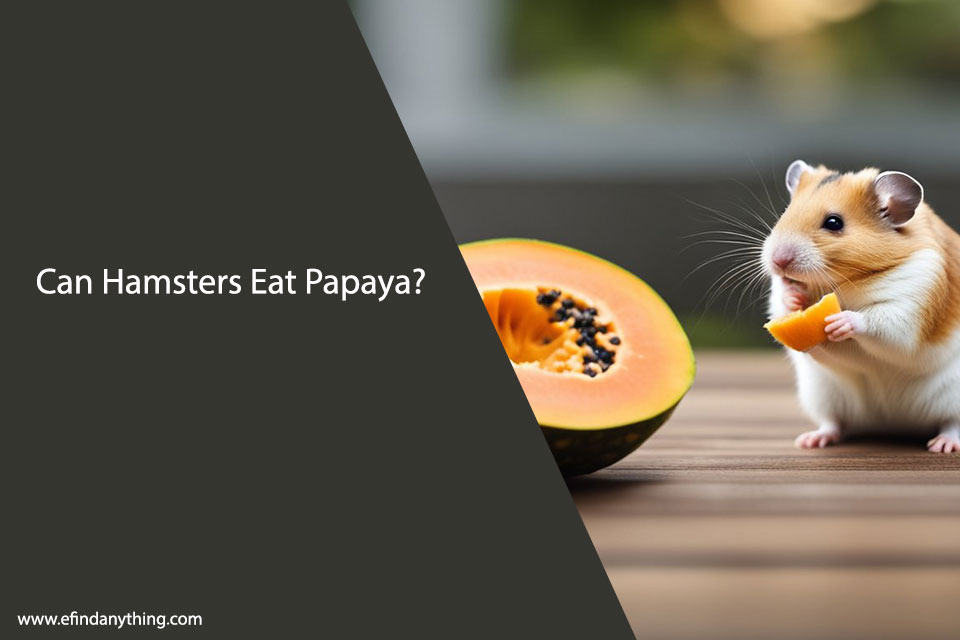 Can Hamsters Eat Papaya