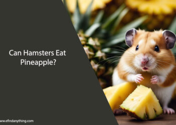 Can Hamsters Eat Pineapple