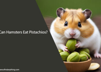 Can Hamsters Eat Pistachios