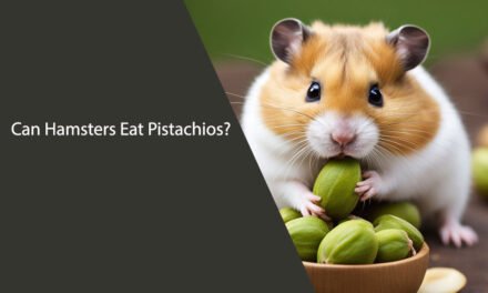 Can Hamsters Eat Pistachios? A Comprehensive Guide