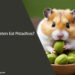 Can Hamsters Eat Pistachios