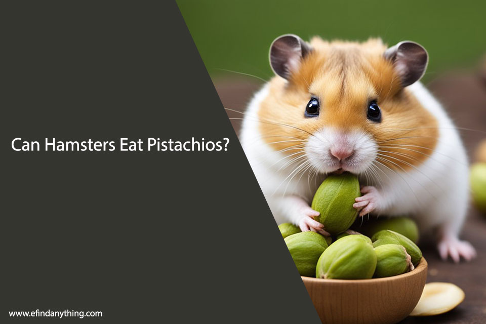 Can Hamsters Eat Pistachios