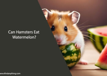 Can Hamsters Eat Watermelon