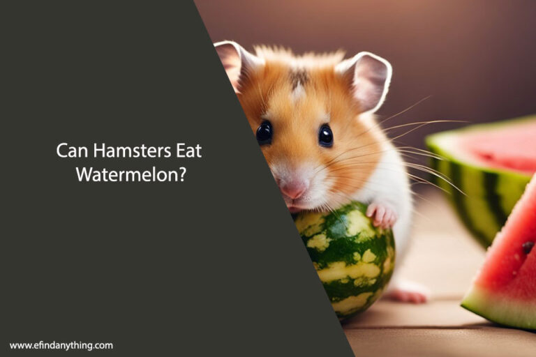 Can Hamsters Eat Watermelon