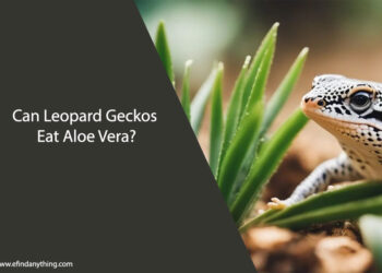 Can Leopard Geckos Eat Aloe Vera