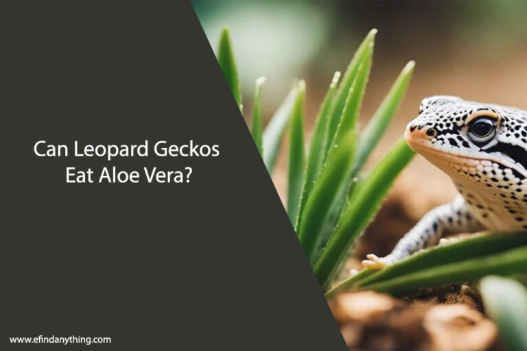 Can Leopard Geckos Eat Aloe Vera