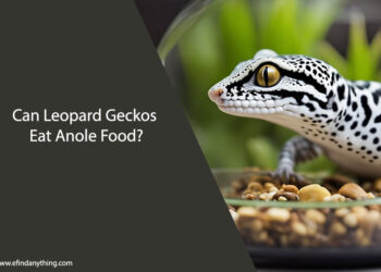 Can Leopard Geckos Eat Anole Food