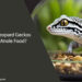 Can Leopard Geckos Eat Anole Food