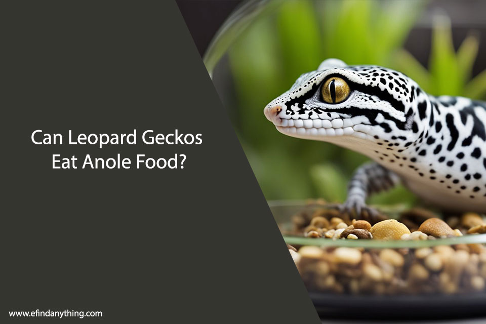 Can Leopard Geckos Eat Anole Food