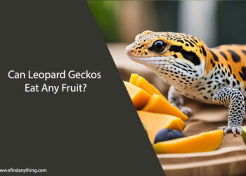 Can Leopard Geckos Eat Any Fruit