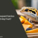 Can Leopard Geckos Eat Any Fruit