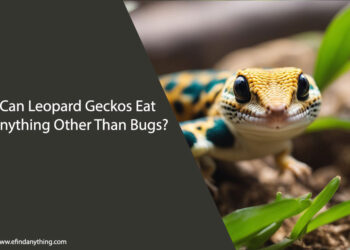 Can Leopard Geckos Eat Anything Other Than Bugs