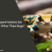 Can Leopard Geckos Eat Anything Other Than Bugs