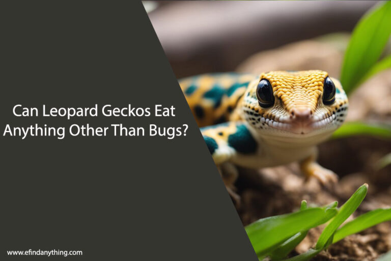Can Leopard Geckos Eat Anything Other Than Bugs