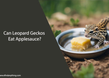 Can Leopard Geckos Eat Applesauce
