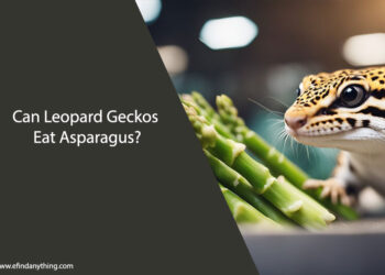 Can Leopard Geckos Eat Asparagus