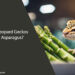 Can Leopard Geckos Eat Asparagus