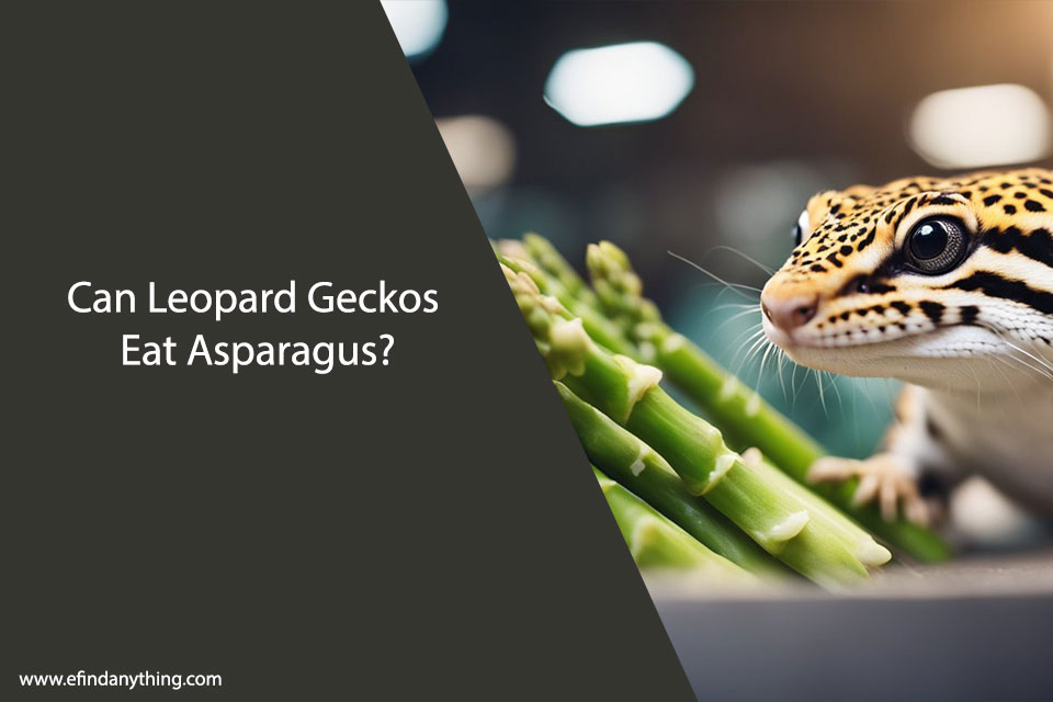 Can Leopard Geckos Eat Asparagus