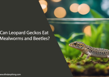 Can Leopard Geckos Eat Mealworms and Beetles