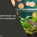Can Leopard Geckos Eat Mealworms and Beetles
