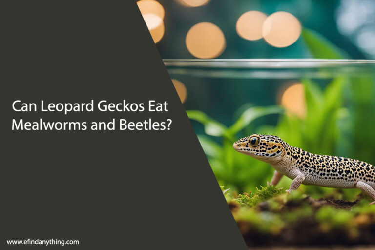 Can Leopard Geckos Eat Mealworms and Beetles