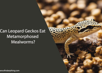 Can Leopard Geckos Eat Metamorphosed Mealworms