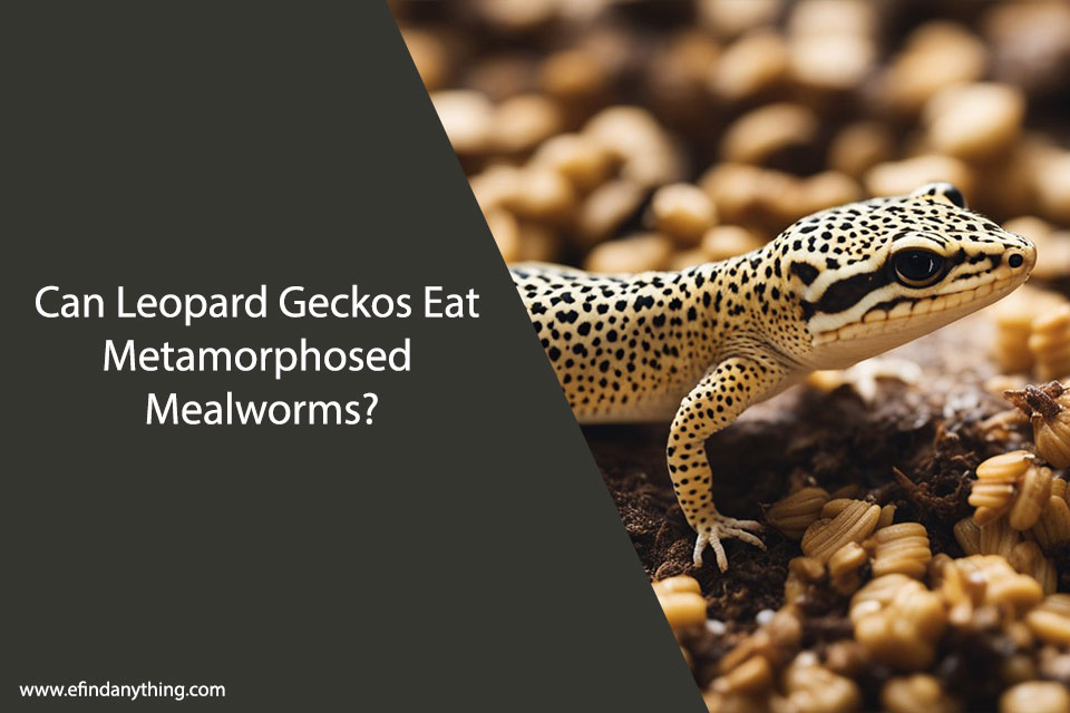 Can Leopard Geckos Eat Metamorphosed Mealworms