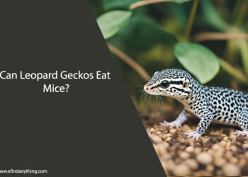 Can Leopard Geckos Eat Mice