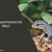 Can Leopard Geckos Eat Mice