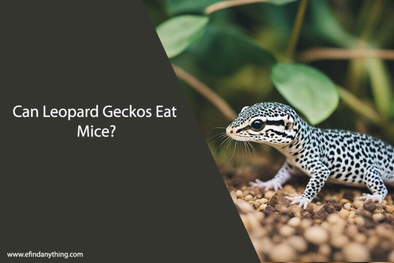 Can Leopard Geckos Eat Mice