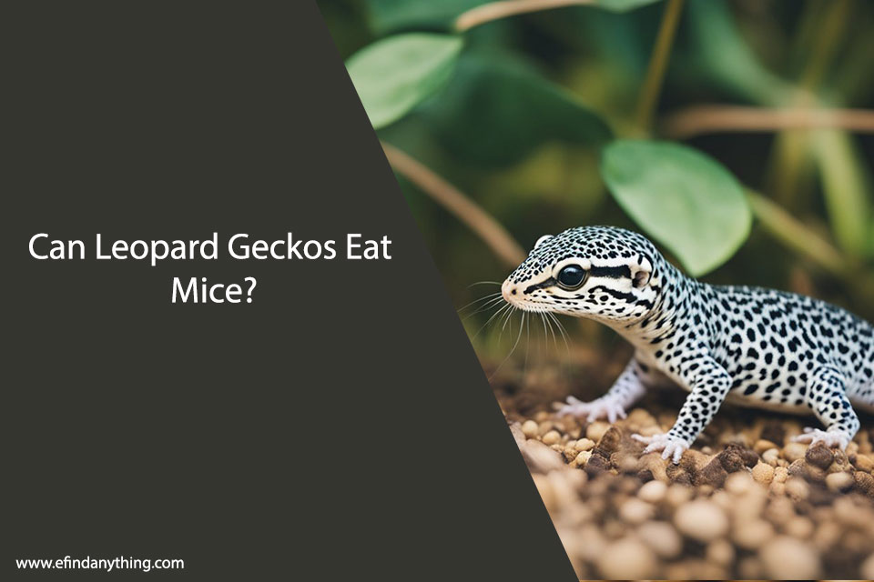 Can Leopard Geckos Eat Mice