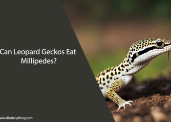 Can Leopard Geckos Eat Millipedes