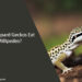 Can Leopard Geckos Eat Millipedes
