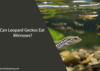 Can Leopard Geckos Eat Minnows