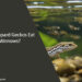 Can Leopard Geckos Eat Minnows