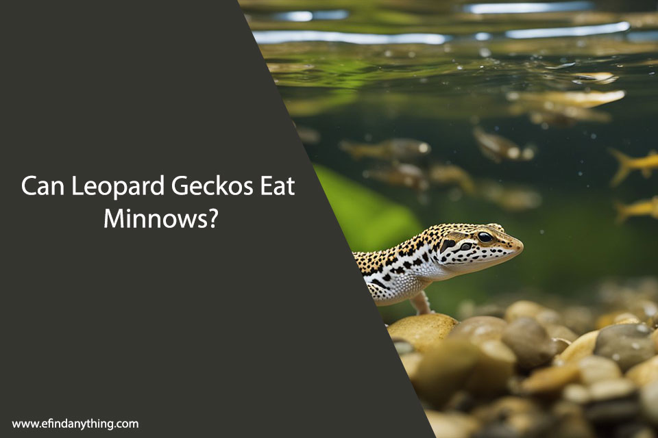 Can Leopard Geckos Eat Minnows