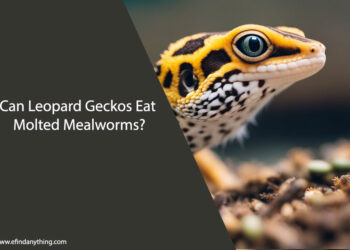 Can Leopard Geckos Eat Molted Mealworms