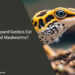 Can Leopard Geckos Eat Molted Mealworms