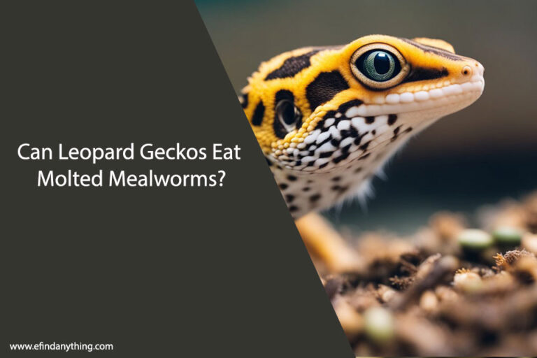 Can Leopard Geckos Eat Molted Mealworms