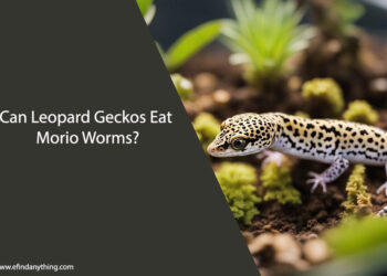 Can Leopard Geckos Eat Morio Worms